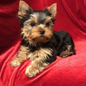 Yorkie Puppies for Sale Santa Rosa California