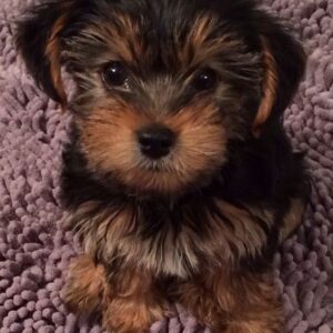 Yorkie Puppies for Sale Fontana California