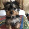 Yorkie Puppies for Sale Orlando Florida