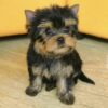 Yorkie Puppies for Sale Bakersfield California