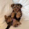 Yorkie Puppies for Sale Camden New Jersey