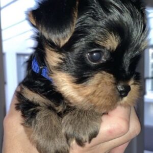 Yorkie Puppies for Sale West Palm Beach Florida