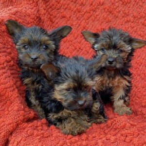 Yorkie Puppies for Sale Riverside California