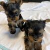 Yorkie Puppies for Sale Spring Hill Florida