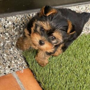 Yorkie Puppies for Sale Toms River New Jersey