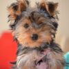 Yorkie Puppies for Sale Port St. Lucie Florida