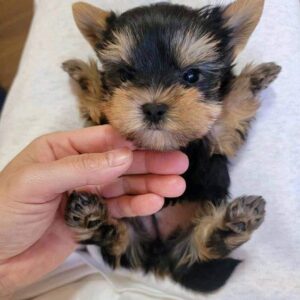 Yorkie Puppies for Sale Hollywood Florida