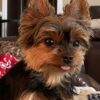 Yorkie Puppies for Sale Fort Lauderdale Florida