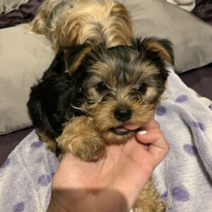 Yorkie Puppies for Sale Cary North Carolina