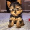 Yorkie Puppies for Sale Woodbridge New Jersey