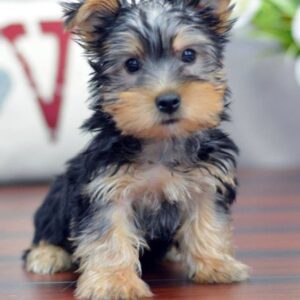 Yorkie Puppies for Sale Elk Grove California