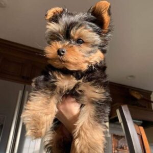 Yorkie Puppies for Sale Rancho Cucamonga California