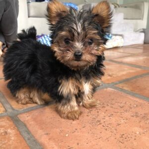 Yorkie Puppies for Sale Moreno Valley California