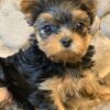 Yorkie Puppies for Sale Santa Clarita California