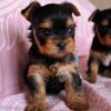 Yorkie Puppies for Sale Lakeland Florida