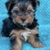 Yorkie Puppies for Sale Santa Ana California