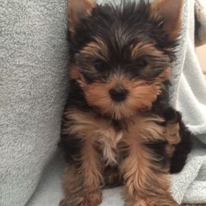 Yorkie Puppies for Sale Gastonia North Carolina