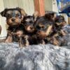 Yorkie Puppies for Sale Coral Springs Florida