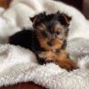 Yorkie Puppies for Sale Miramar Florida