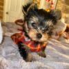 Yorkie Puppies for Sale Modesto California