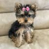 Yorkie Puppies for Sale Edison New Jersey