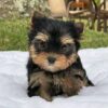 Yorkie Puppies for Sale Clearwater Florida