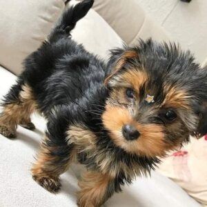 Yorkie Puppies for Sale Trenton New Jersey