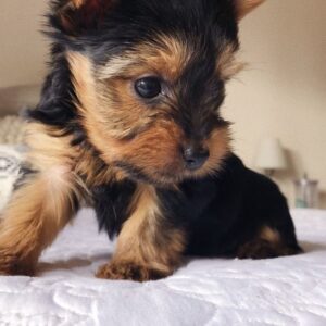 Yorkie Puppies for Sale Chapel Hill North Carolina